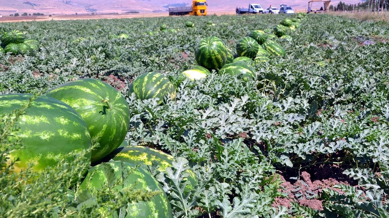 Çiftçinin Alın Teri Tarlada Değer Kaybetti Adana’da Karpuz Hasadında Sona Gelindir (2)