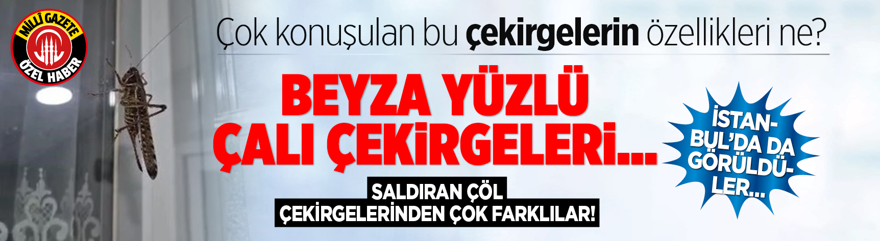 Çok konuşulan bu çekirgelerin özellikleri ne? Beyza yüzlü çalı çekirgeleri... Saldıran çöl çekirgelerinden çok farklılar! İstanbul'da da görüldüler...
