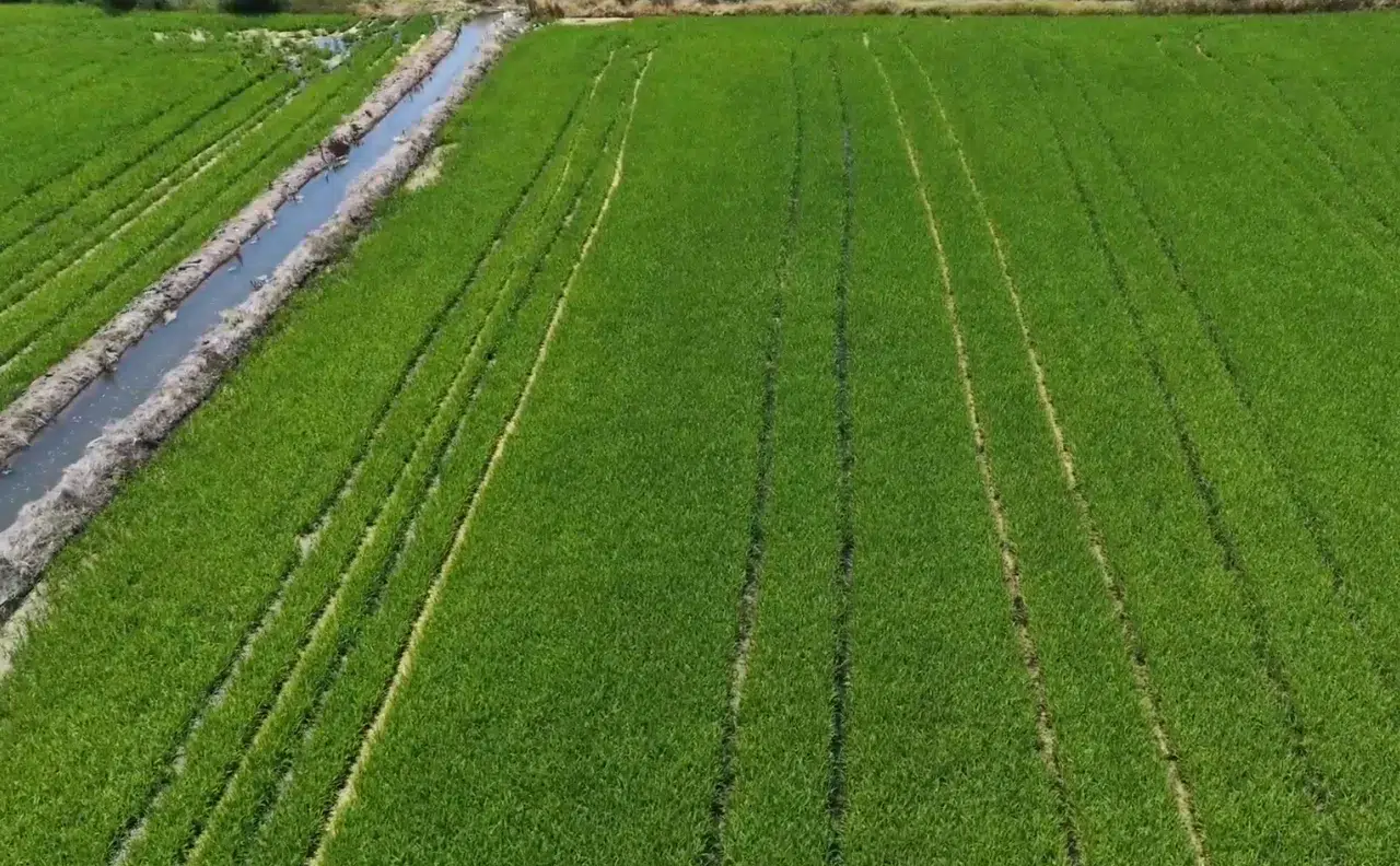 Edirne'de Kuraklık Kâbusu Bitti Yağışlar Çiftçinin Yüzünü Güldürdü! Rekolte Hedefi 400 Bin Ton...j
