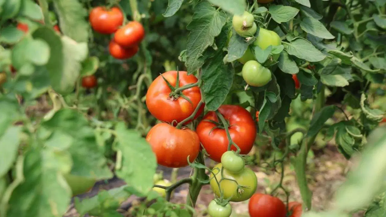 Elazığ’da Domates Hasadında Büyük Verim Dekar Başına 20 Ton!Y