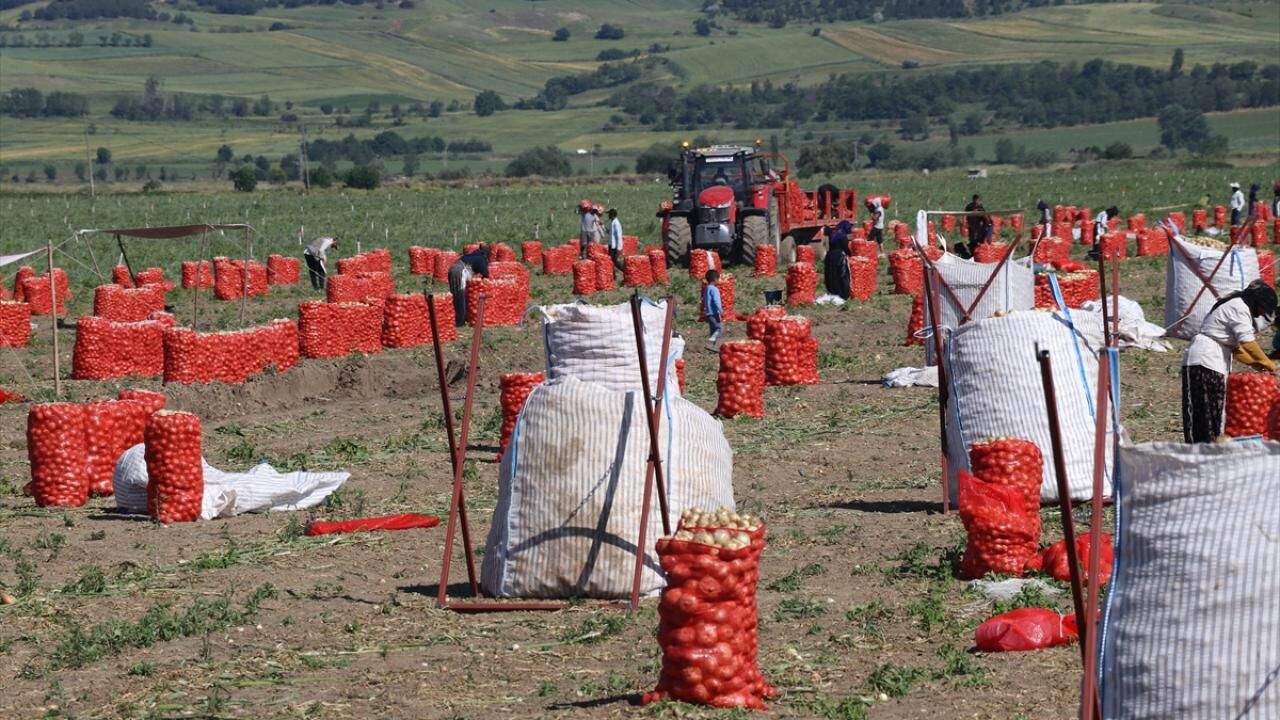 Eskiden Kırmızı Altındı, Şimdi Çaydan Ucuz Amasya’da Soğan Hasadı Buruk Başladı!
