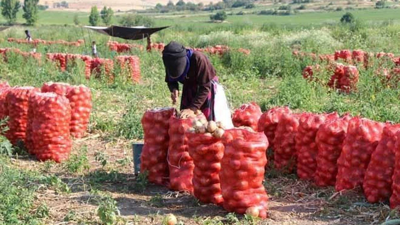 Eskiden Kırmızı Altındı, Şimdi Çaydan Ucuz Amasya’da Soğan Hasadı Buruk Başladı!G
