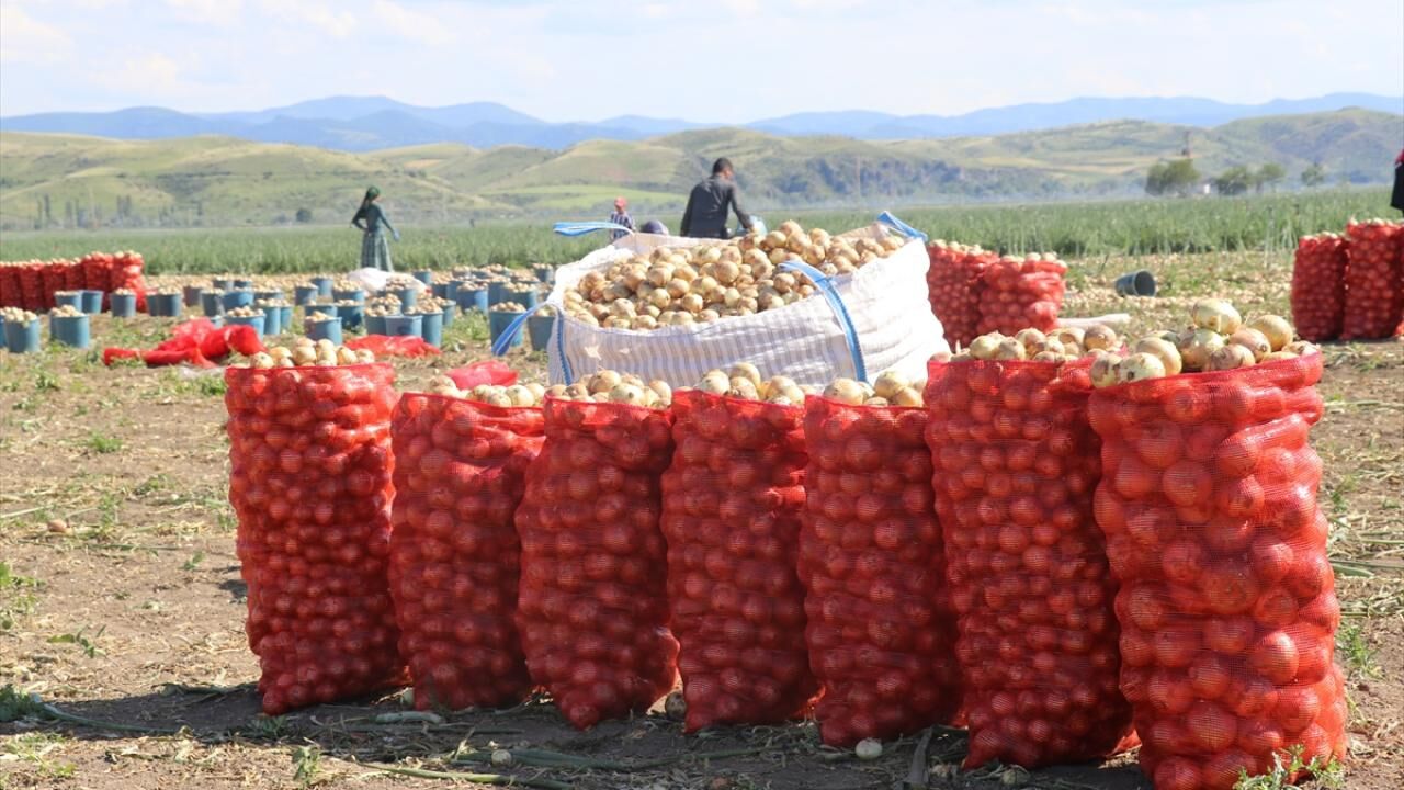 Eskiden Kırmızı Altındı, Şimdi Çaydan Ucuz Amasya’da Soğan Hasadı Buruk Başladı!S