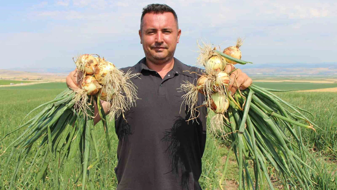 Eskiden Kırmızı Altındı, Şimdi Çaydan Ucuz Amasya’da Soğan Hasadı Buruk Başladı!V