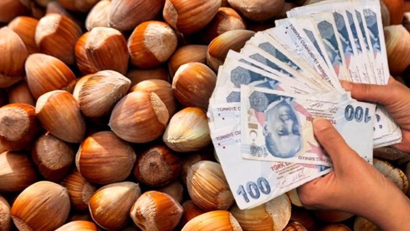 Fındıkta maliyeti düşüren formül: Hızı 4 kat artırıyor