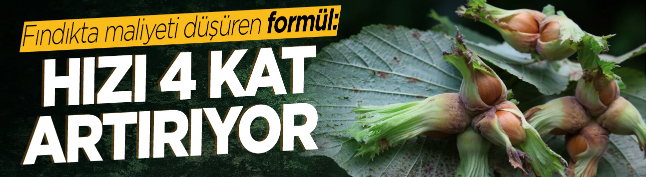 Fındıkta maliyeti düşüren formül: Hızı 4 kat artırıyor