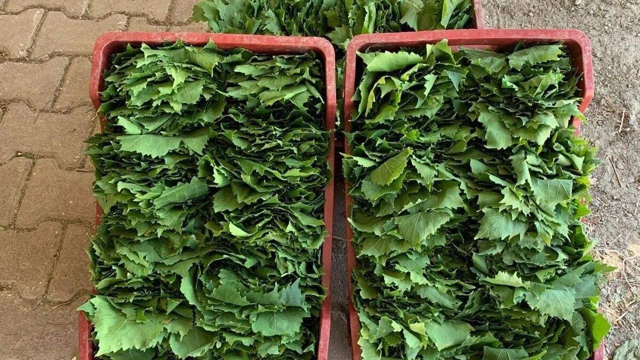 Manisa Sarıgöl’de Bağ Yaprağı Hasadı Üreticinin Alın Teri 35 40 Liradan Gidiyor!