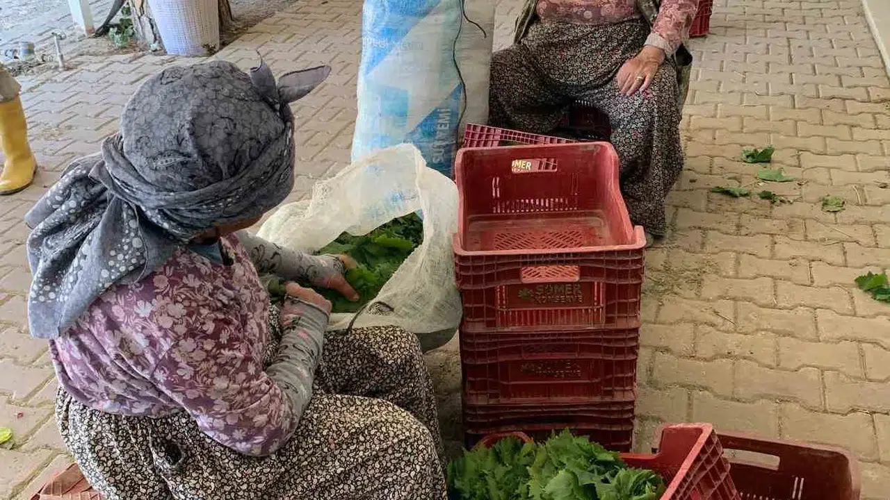 Manisa Sarıgöl’de Bağ Yaprağı Hasadı Üreticinin Alın Teri 35 40 Liradan Gidiyor!R