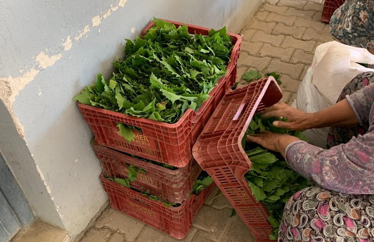 Manisa Sarıgöl’de Bağ Yaprağı Hasadı Üreticinin Alın Teri 35 40 Liradan Gidiyor!T