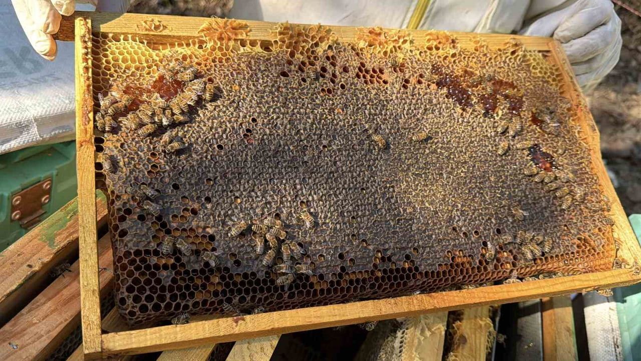Şifa Kaynağı Salıpazarı Kestane Balında Hasat Bereketi Başladı!V