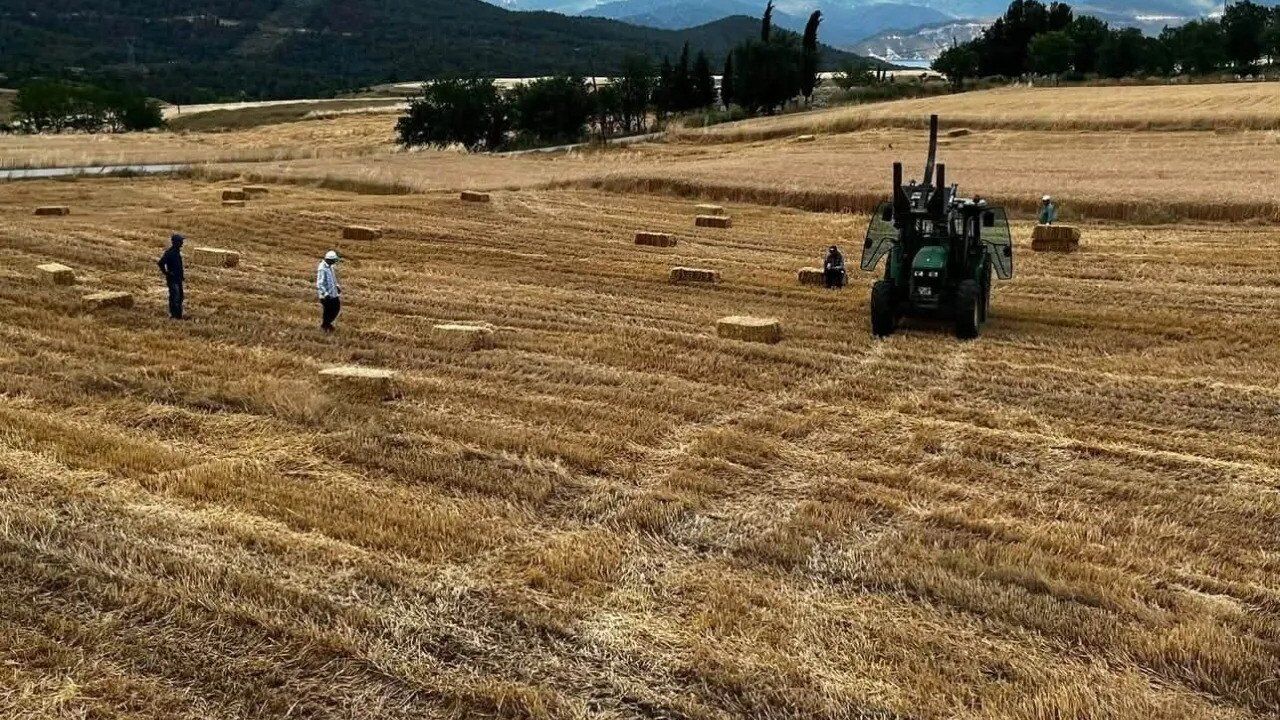 Sinop Saraydüzü’nde Bereket Vakti Buğdayda Hasat Mesaisi Başladı!