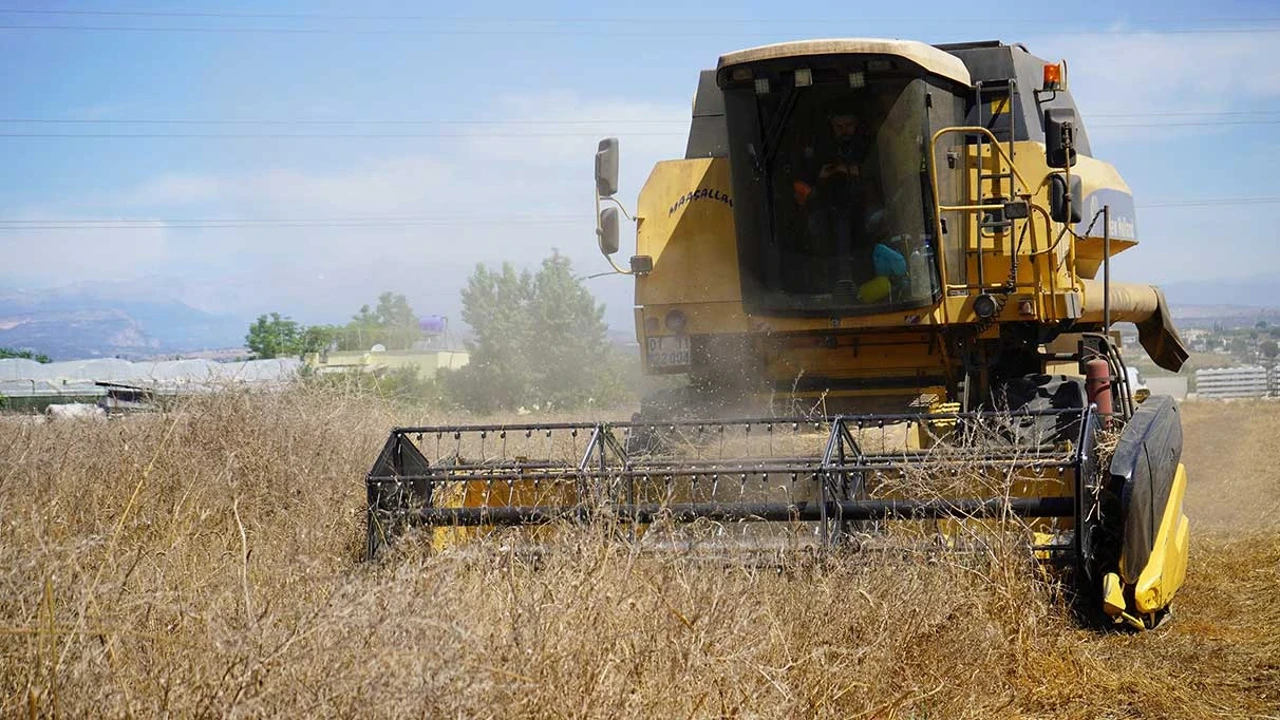 Sinop Saraydüzü’nde Bereket Vakti Buğdayda Hasat Mesaisi Başladı!S