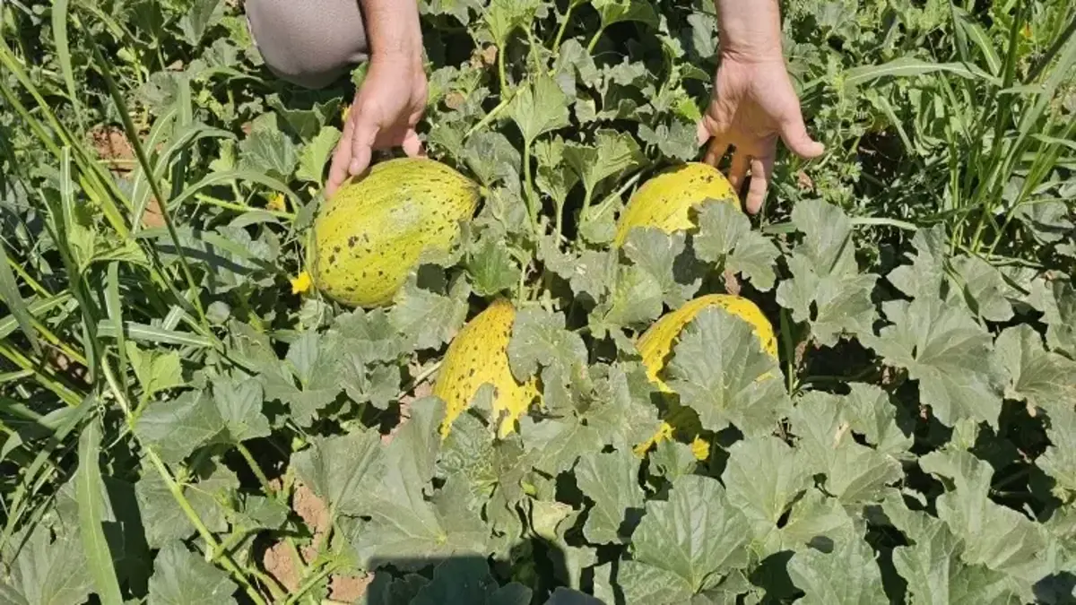 Tescilli Acıpayam Kavununda Ilk Hasat Yapıldı!V