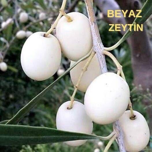 Whatsapp Image 2026 07 17 At 23.00.21 (2)