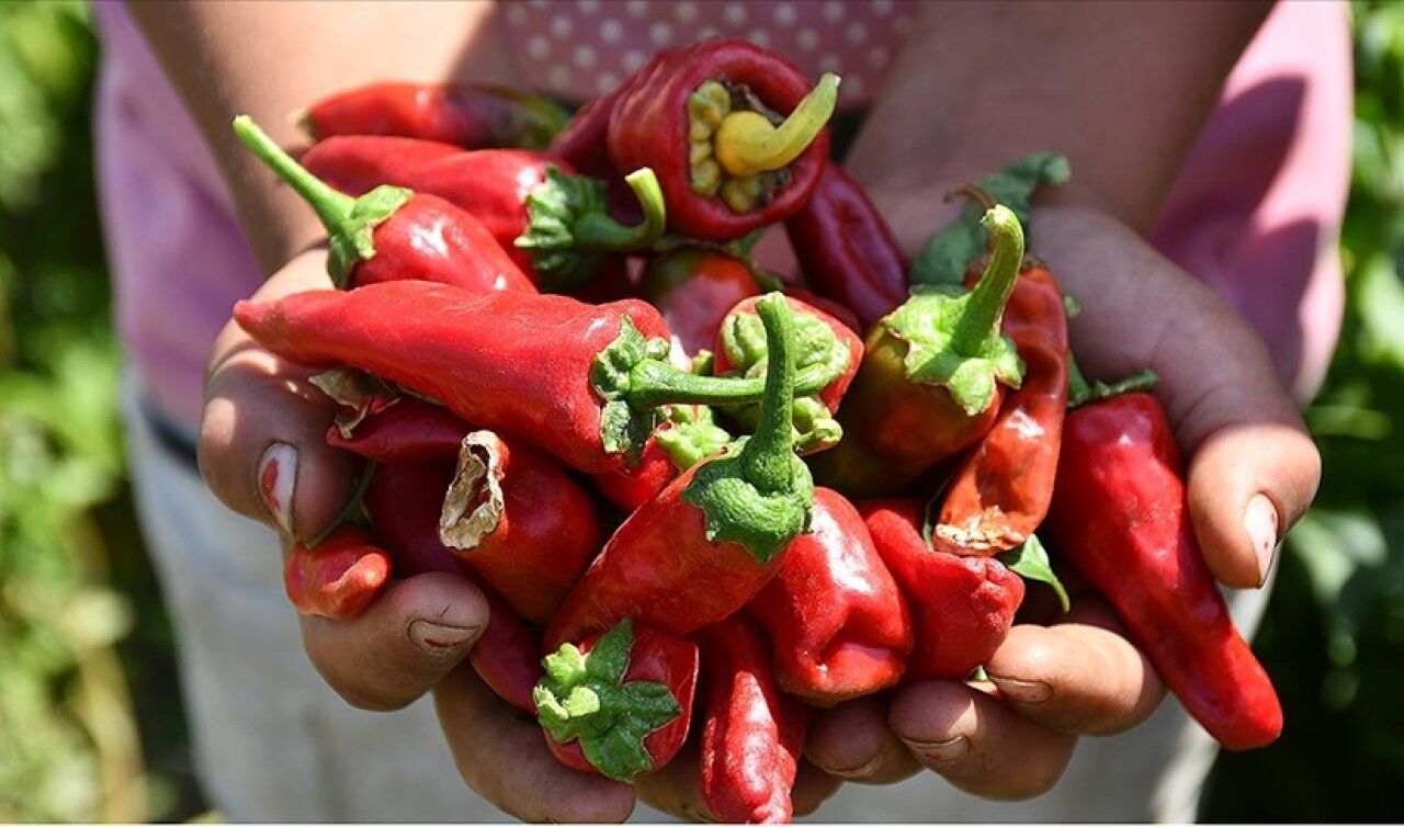 Biberde Hasat Başladı.