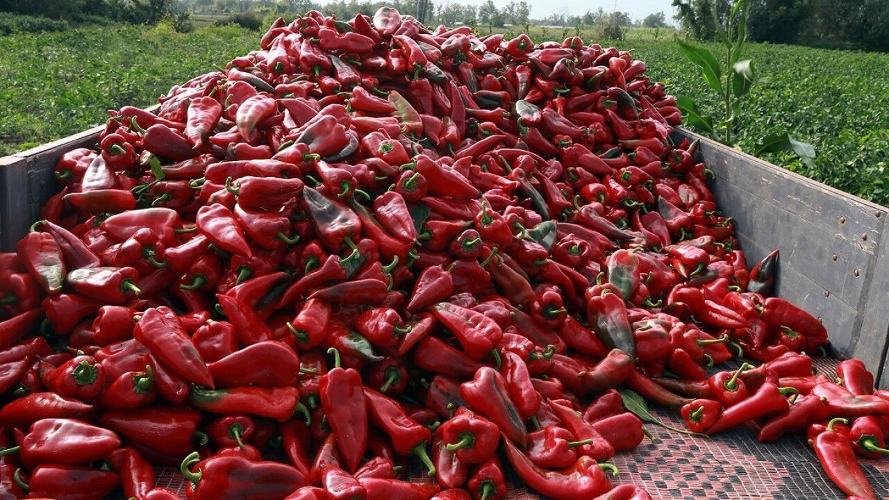 Biberde Hasat Başladı.b