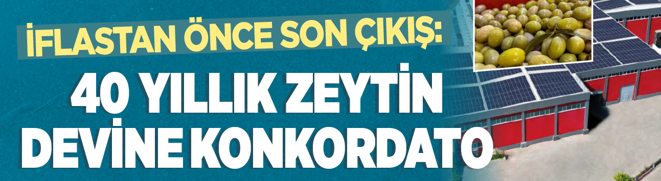 İflastan önce son çıkış: 40 yıllık zeytin devine konkordato