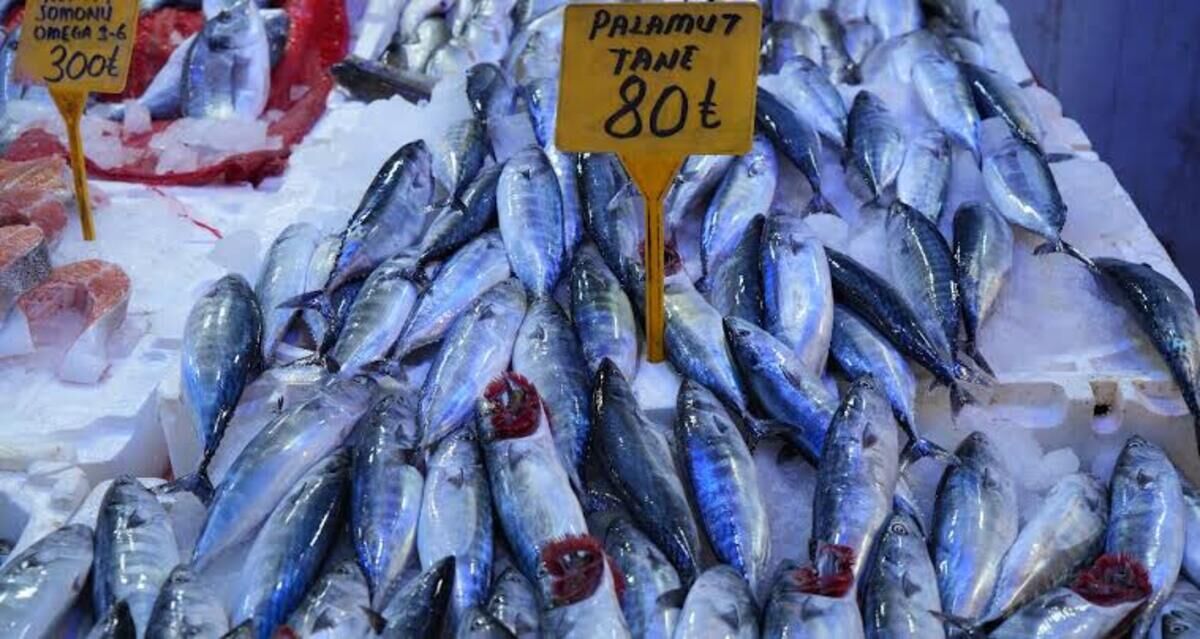 Karadeniz’den Bereket Fışkırıyor Samsun’da Palamut Bolluğu Yüzleri Güldürecek!S
