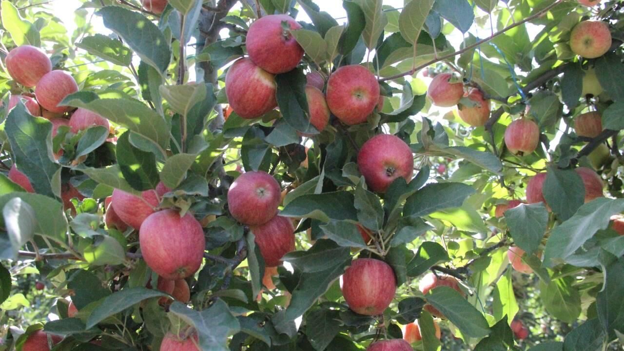 Karaman'da Elma Hasadı Bismillah Dedi Çiftçinin Yüzü Gülüyor!Y