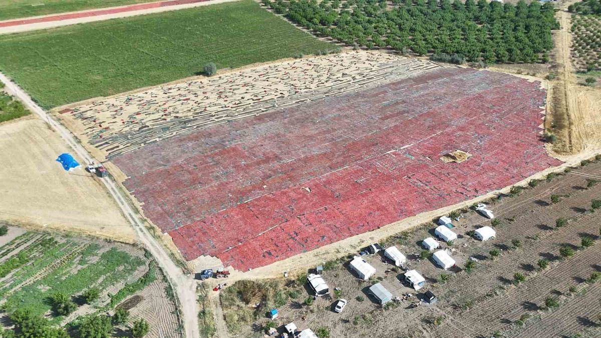 Malatya’dan Avrupa’ya 'Kırmızı Altın' İhracatı Kurutmalık Domateste Hasat Başladıy