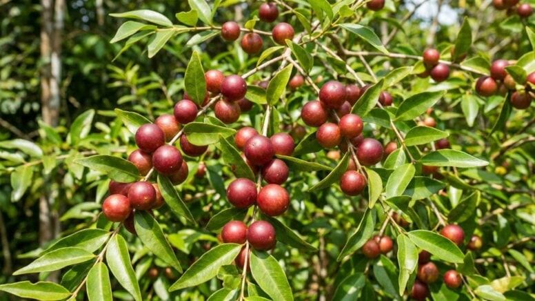 Portakalı tahtından eden Amazon mucizesi: C vitamini deposu saksıda bile yetişiyor
