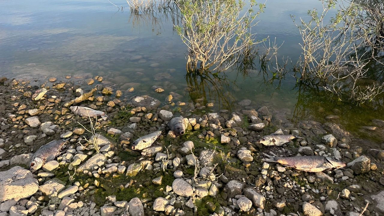 Çanakkale Ayvacık Barajı'nda Toplu Balık Ölümleri Ekipler Harekete Geçtin