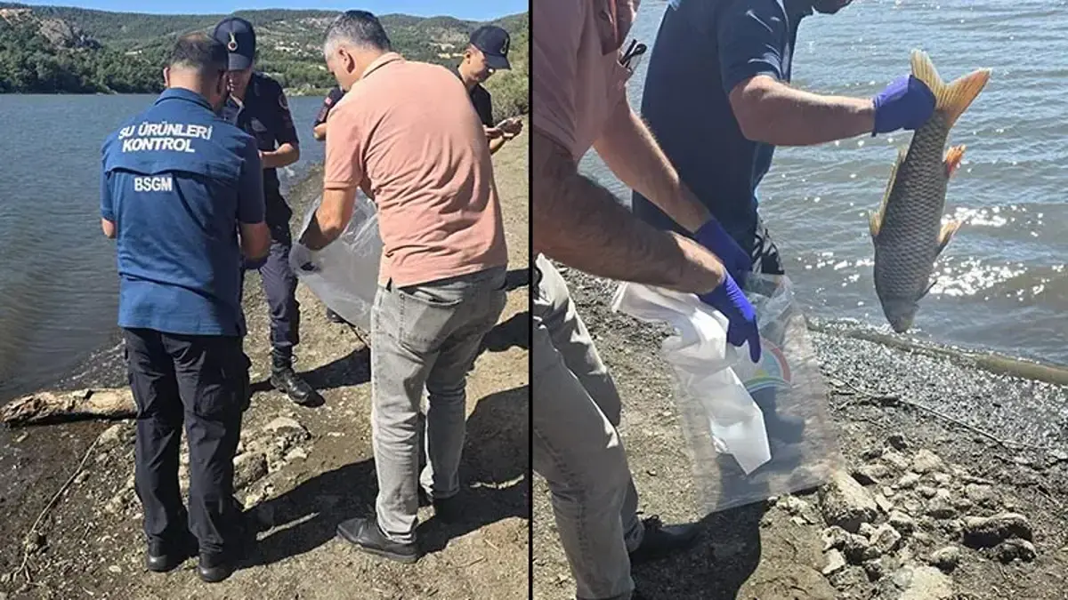 Çanakkale Ayvacık Barajı'nda Toplu Balık Ölümleri Ekipler Harekete Geçtisa