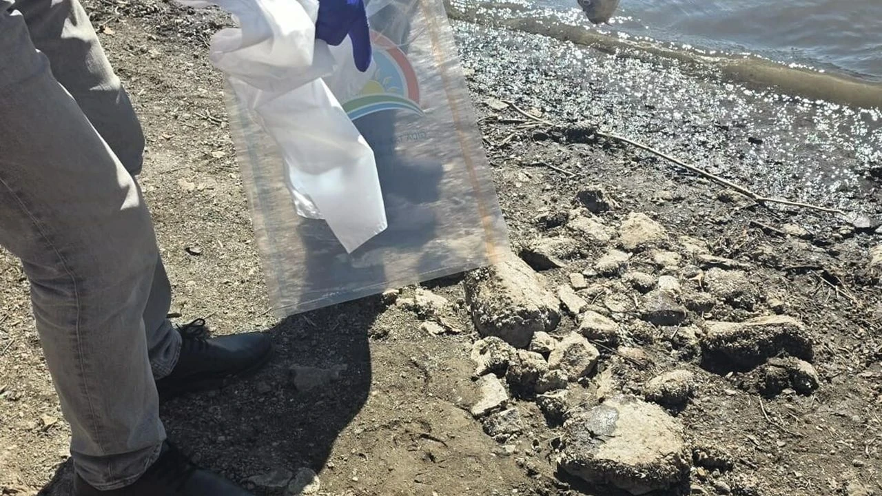 Çanakkale Ayvacık Barajı'nda Toplu Balık Ölümleri Ekipler Harekete Geçtiv