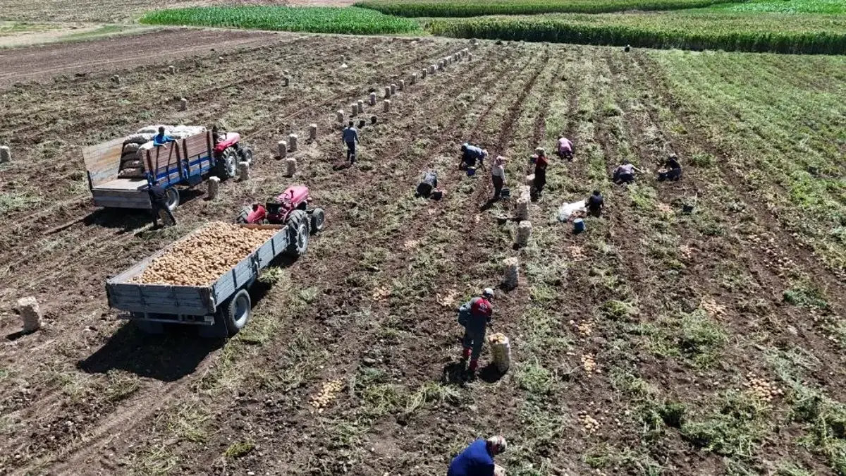 Tarlada 24, Pazarda 45 Lira! 'Patates Diyarı' Bolu'da Hasat Başlarken Çiftçi Ayçiçeğine Yöneliyor