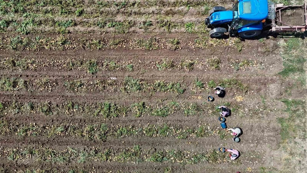 Tarlada 24, Pazarda 45 Lira! 'Patates Diyarı' Bolu'da Hasat Başlarken Çiftçi Ayçiçeğine Yöneliyorb