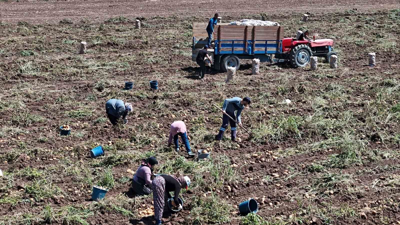 Tarlada 24, Pazarda 45 Lira! 'Patates Diyarı' Bolu'da Hasat Başlarken Çiftçi Ayçiçeğine Yöneliyord