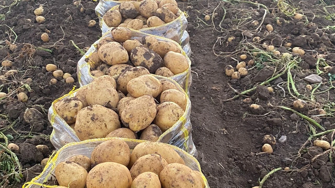 Tarlada 24, Pazarda 45 Lira! 'Patates Diyarı' Bolu'da Hasat Başlarken Çiftçi Ayçiçeğine Yöneliyorg