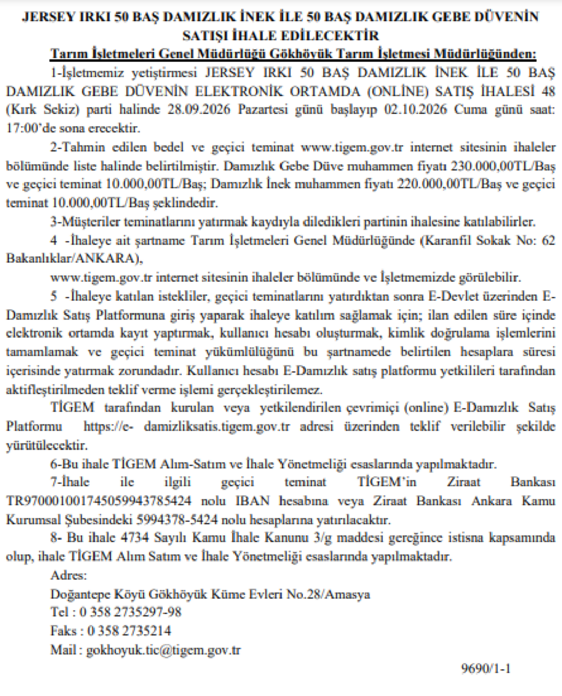 Ti̇gem’den Dijital Ihale 100 Baş Jersey Irkı Damızlık Satışa Çıkıyor!