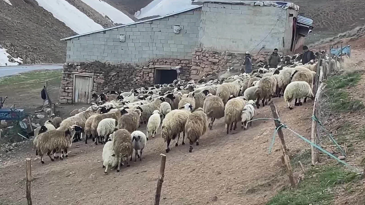 Türkiye'de koyun sayısı belli oldu! O sınırı aştı