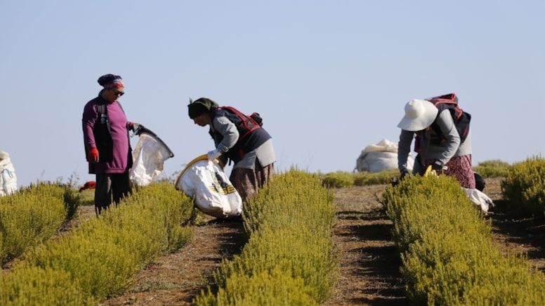 Kalsiyumda peyniri tahtından eden mucize: Kemikleri beton gibi yapıyor