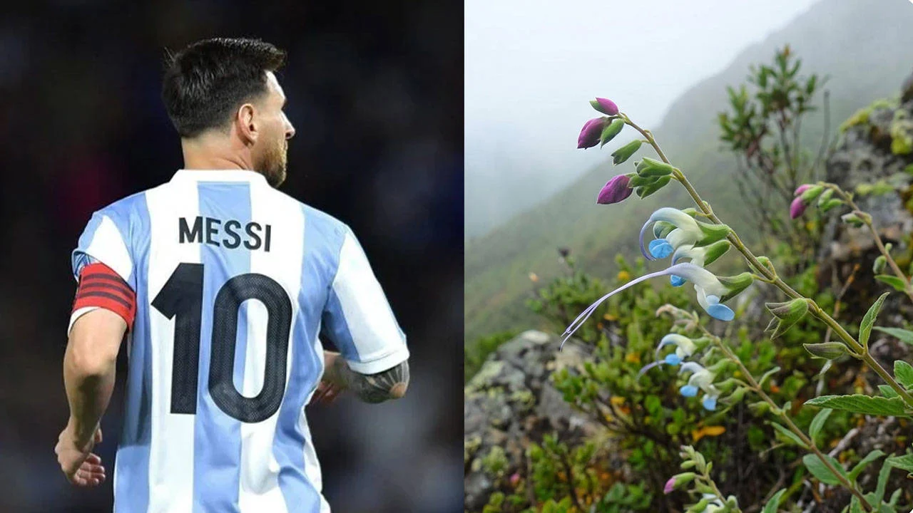 Lionel Messinin Adi Yeni Kesfedilen Bitki Turune Verildi Salvia Messii (1)