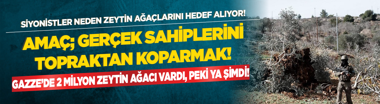 Siyonistler neden zeytin ağaçlarını hedef alıyor! Amaç; gerçek sahiplerini topraktan koparmak!