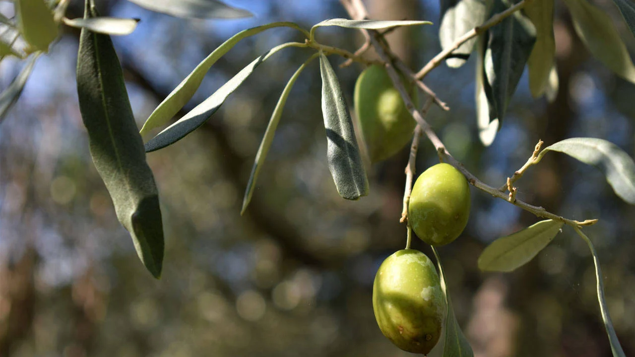 Zeytin Ureticisi Isyan Etti Perisan Durumdayiz