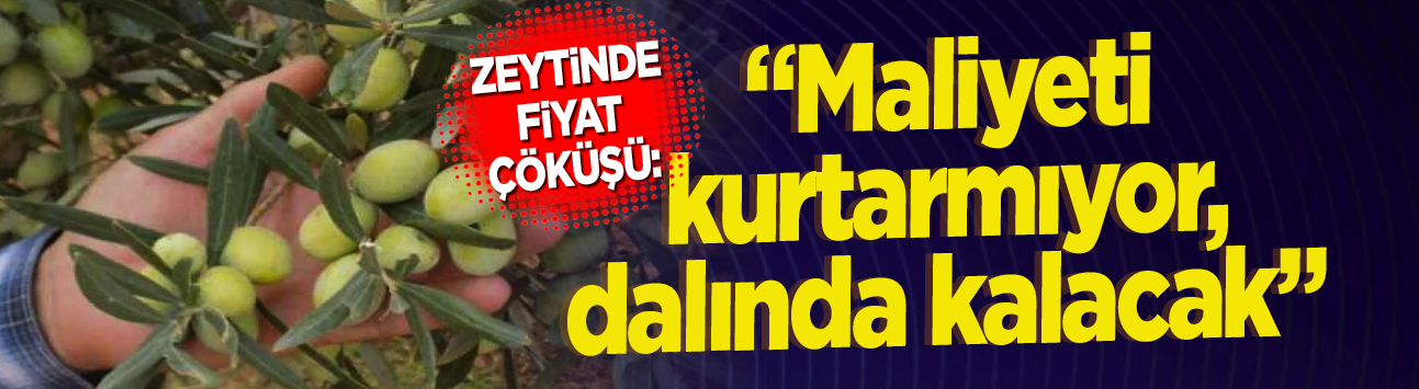Zeytinde fiyat çöküşü: "Maliyeti kurtarmıyor, dalında kalacak"