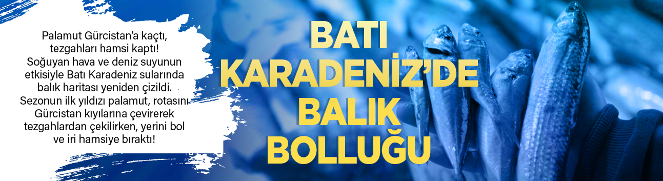 Batı Karadeniz'de balık bolluğu: Palamut Gürcistan'a kaçtı, tezgahları hamsi kaptı!